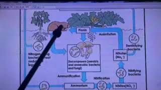 Bio geochemical Cycles [upl. by Ittap]