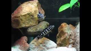 Julidochromis transcriptus Bemba [upl. by Leicester443]