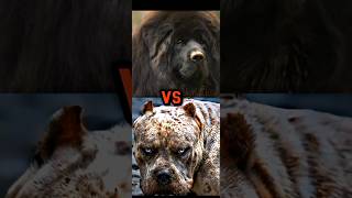 PITBULL VS CHOW CHOW TIBETAN MASTIFFPANDA BEARBITE FORCE [upl. by Sheffy]