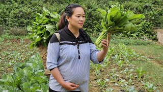 A Day Of Harvesting Ginger amp Green Vegetables In The Garden Goes to market sell  Lý Thị Ca [upl. by Ahsinned96]