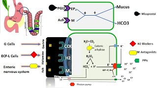 Mechanism of gastric acid secretion and gastric inhibitors [upl. by Ennail515]