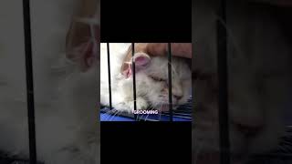 how to bathe an old cat cat tips for manomi cat lovers video [upl. by Roleat]