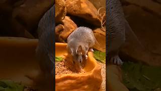 The Turkish spiny mousewildlifefacts endangeredspecies zoopraha [upl. by Yrffoeg]