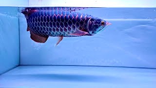 Most Beautiful Purple Devil Arowana Fish In The World [upl. by Krakow]