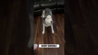 Husky barking [upl. by Follmer]