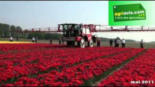 LAgrifac Condor survole les champs de tulipes en Hollande [upl. by Leihcar531]