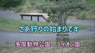 ライオン園 さあ狩りの始まりです アオサギを見つけたタナ＆ルエナ姉妹 アオサギは逃げて行きました 多摩動物公園 pride of Lions at Tama zoo [upl. by Silado]