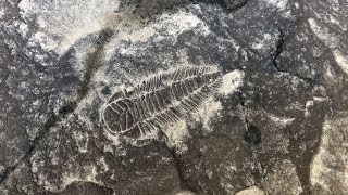 Triarthrus Trilobite Hunt in Central New York [upl. by Yecnuahc49]