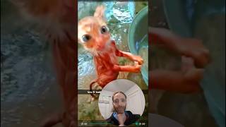 Cat quotFunnyquot Videos Veterinarian Reacts [upl. by Wes]