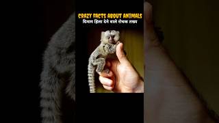 Crazy Facts About Animals🐒🤯  Animal Facts  Facts in Hindi  Top 10 shorts [upl. by Tebor]