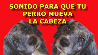 SONIDO PARA QUE TU PERRO MUEVA LA CABEZA 🐶 🐕🎶💚🐕‍🦺👉Sonidos para hacer MOVER la CABEZA tu PERRO [upl. by Alrats]