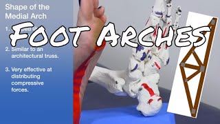 3 Arches of the Foot  Ask Dr Abelson [upl. by Hermie]