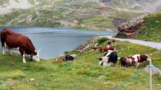 Parco Nazionale del Gran Paradiso [upl. by Ydarb650]