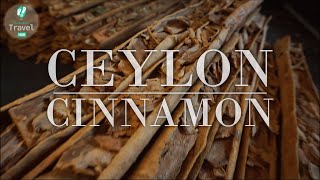 How cinnamon is processed  CEYLON CINNAMON IN FOCUS on TRAVEL HUB Sri Lanka [upl. by Iormina678]