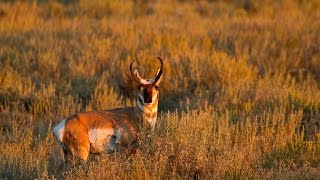 Pronghorn Experts in Speed and Sight [upl. by Aisac]