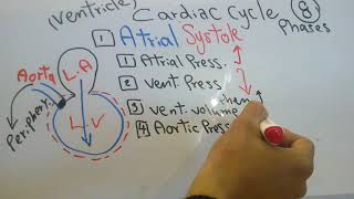 CVS new system Cardiac Cycle dr mohamed Fayez [upl. by Ado]