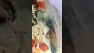 Parrot fish parrotfish redparrot fish sheelafishhouseagra [upl. by Narual]