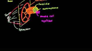 Anatomy of a muscle cell in Bangla [upl. by Aiotal]