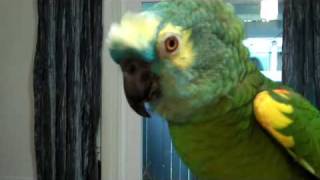 Parrot talks and gets sassy with grandma [upl. by Nerhtak940]