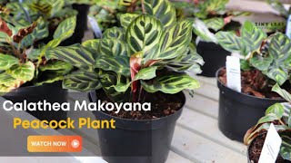 Calathea Makoyana  Care and Growing Guide for Peacock Plant [upl. by Eyahs]