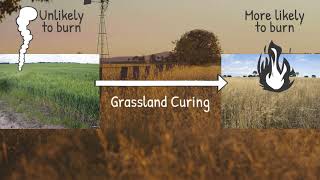 What is Grassland Curing [upl. by Silisav948]