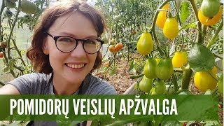 Pomidorų veislės  Net 18 veislių apžvalga tiesiai iš šiltnamio [upl. by Paulina]