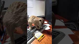 🐾 Now Its My Desk Kapis Putting Things in Order 😄 meerkat cute shorts funnyanimals Kapi [upl. by Klehm]