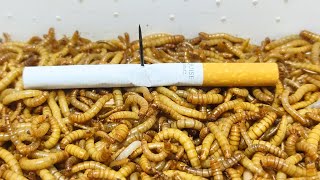 10 000 Mealworms vs CIGARETTE [upl. by Ambrosius]