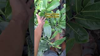 Black sapote jumbo bibitbuah berkebun bibitbuahbuahan [upl. by Alian]