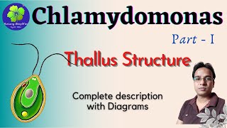 Chlamydomonas  Thallus structure  BSc 1st year  MSc  TGT  PGT  NEET [upl. by Katleen]