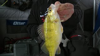 Early Ice Slough Perch  InDepth Outdoors Season 13 Episode 3 [upl. by Alyce]