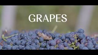 Celebrating Nature amp People  Episode 2  Grape [upl. by Enitsahc]