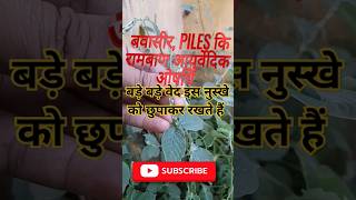 Apamarga PlantAchyranthes Aspera चिड़चिड़ा का पौधा plants shorts [upl. by Arlee140]