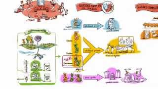 Sucres naturels ou ajoutés  quelles différences [upl. by Maurice]