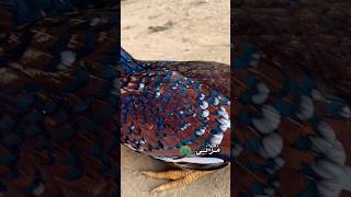 Aseel Hen Look A like Peafowl 🦚 viralvideo birds rooster youtubeshorts [upl. by Rowland282]