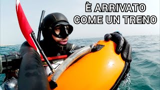 Pescasub E ARRIVATO COME UN TRENO  Spearfishing [upl. by Manville]