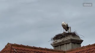 Störche in Straubing auf dem Gebäude der Hypovereinsbank [upl. by Tupler]