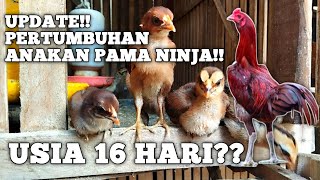 UPDATE PERTUMBUHAN ANAKAN PAMA NINJA SUPER MEWAH Vlog fatichulfarm98 ayamaduanindonesia trending [upl. by Tirzah170]