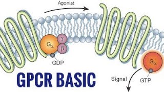 GPCR ll Cell signalling Basic cuetpreparation csirnetlifescience bsczoology cellbiology [upl. by Nodnarg234]