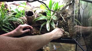 How to create a Bioactive Paludarium terrarium featuring SuperGrow as new way to landscape [upl. by Alemap]