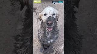 quotMuddy Mischief Dog Falls into Mud and Demands a Bathquot viralshorts dog shorts ytshorts [upl. by Olleina]