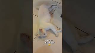 Please ignore the desperate meows lol 😂 cat cats catlover catvideos catshorts catlovers cute [upl. by Ayit]