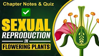 Reproduction in Flowering Plants  Class 12 Biology NCERT for Board amp NEET [upl. by Arinay]