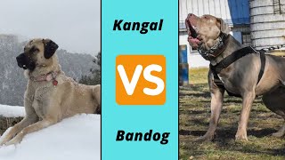 Kangal vs Bandog Dog  Breed Comparison [upl. by Bradlee]