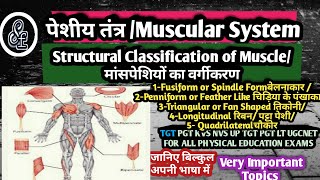 Classification of Muscle पेशियों का वर्गीकरणMuscular System In HindiMuscular Tissue पेशीय तंत्र [upl. by Nednal]