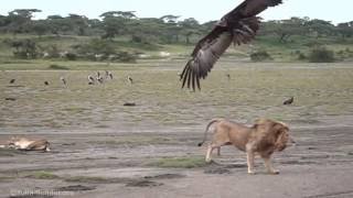 Lion chases birds [upl. by Luapleahcim]