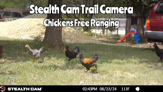 Stealth Cam Chickens Free Ranging Aug 2326 2024 [upl. by Charlotte89]