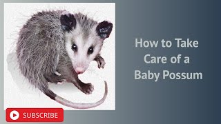 How to Take Care of a Baby Possum [upl. by Eesdnyl]