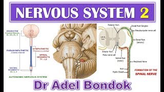 Introduction to the Nervous System Part 2 Dr Adel Bondok [upl. by Ahsinel]