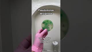 pseudomonas aeruginosa Bacteriologia Microbiologia 🧫🧫 [upl. by Gellman]